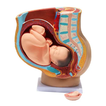 Женска тазова бременност деветмесечен фетален модел бременност анатомичен модел медицинско учебно оборудване