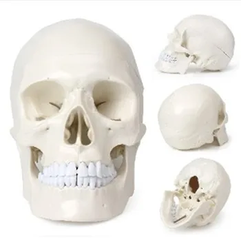 1:1 Медицински реквизит модел Човешки възрастен бял череп анатомичен модел с размер 3 части подвижна капачка на черепа включва пълен набор от зъби