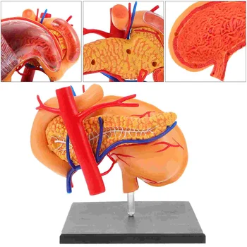 Органна анатомия Модел Човешки стомах Анатомично учебно оборудване Доставка на пъзели Училище Пластмасови Помощ за малки деца Медицински