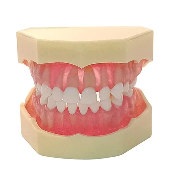 Стандартен модел на млечните зъби Модел на зъбни зъби с пълна уста разглобяема смола