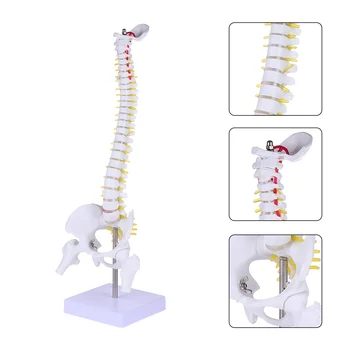 Модел Анатомия на гръбначния стълб Човешки гръбначни анатомични модели Обучение Лумбални прешлени Практика Body Chiropractic Демонстрация