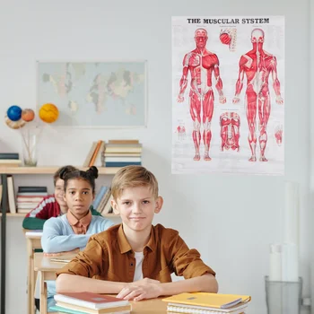 Анатомичен плакат Комплект анатомична диаграма Система за мускулна анатомия Стенен висящ плакат