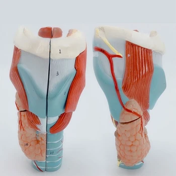 анатомичен ларинкс Модел Подвижна анатомия на човешкото гърло Модел 2x Разширена анатомия на гърлото Модел на преподаване за ученик F19E