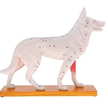 Анатомичен модел на куче Акупунктура Анатомия Акупунктурен точков модел на тялото на кучето със 72 акупунктурни точки Модел на изследване